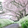 花の散歩道