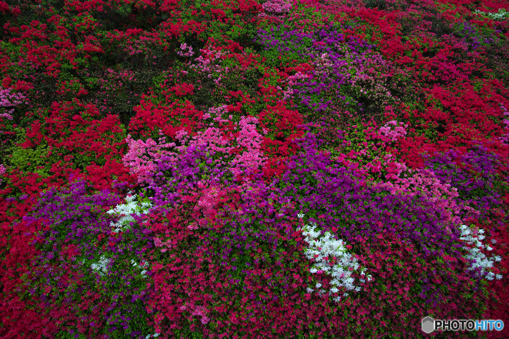 アートな花たち