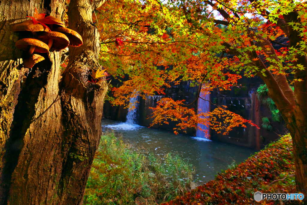 紅葉狩りのきのこ