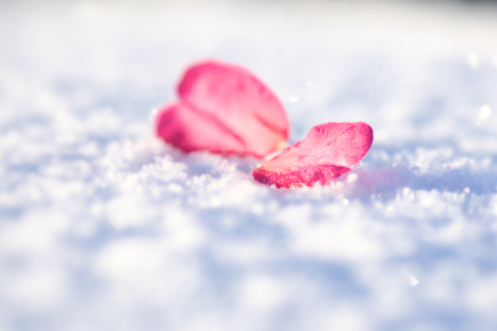 雪の朝
