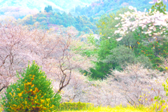 秋の桜