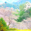 秋の桜