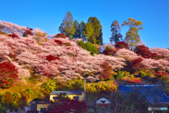 四季桜