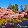 四季桜