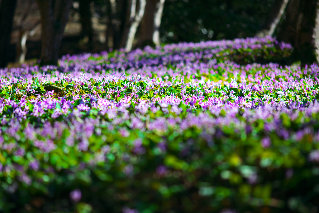 妖精の森