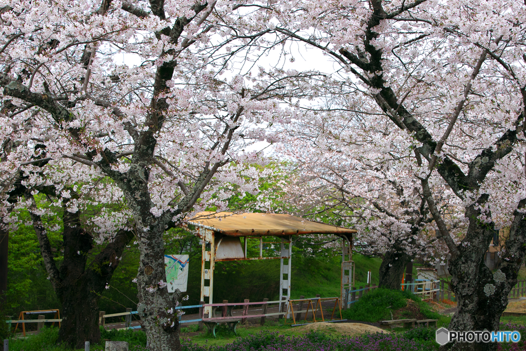 廃駅の春