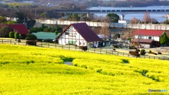 愛知牧場の春