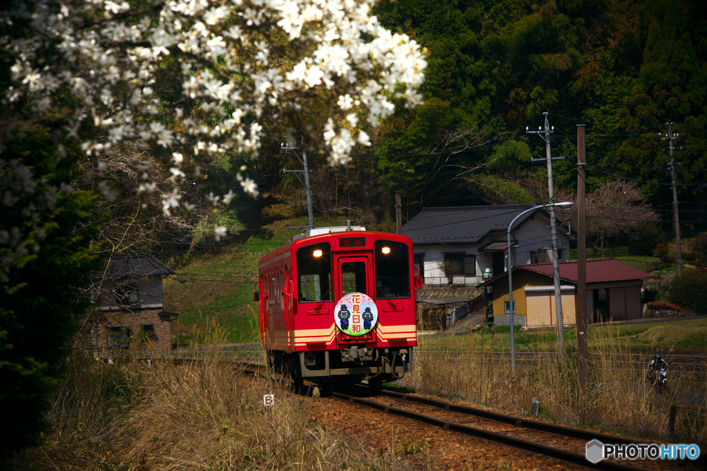 花見日和