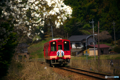 花見日和