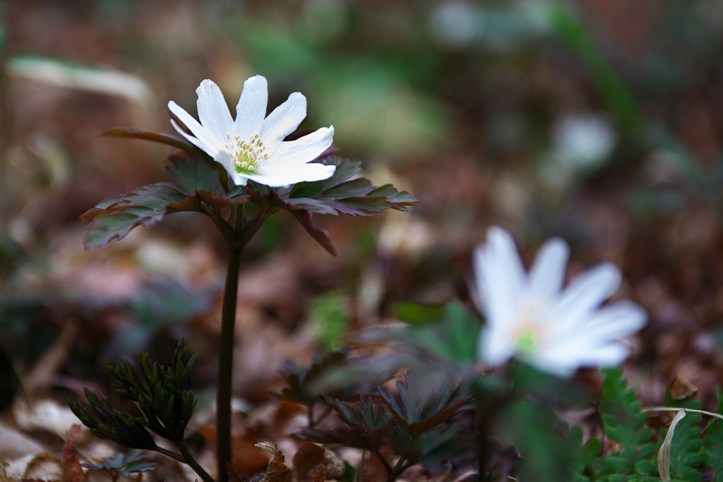 春の森