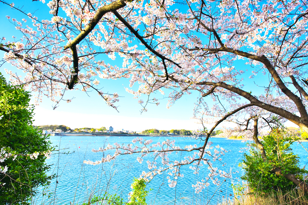 春の池
