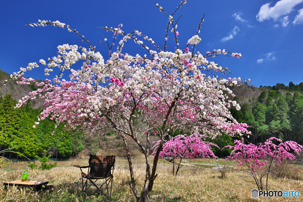 マイ畑、ぼっちキャンプ