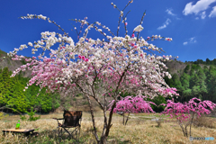 マイ畑、ぼっちキャンプ