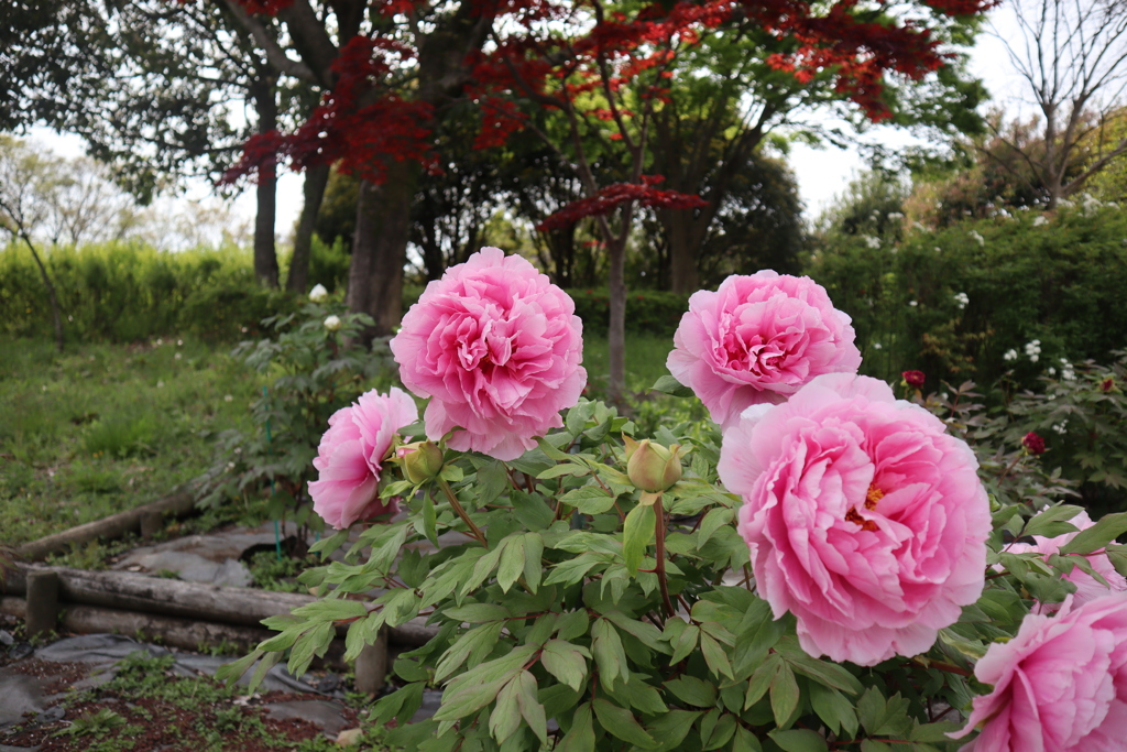 公園のお花（＾＾）