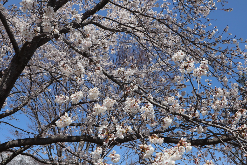 桜　河口湖