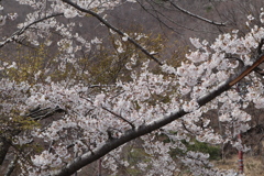 桜　本栖湖