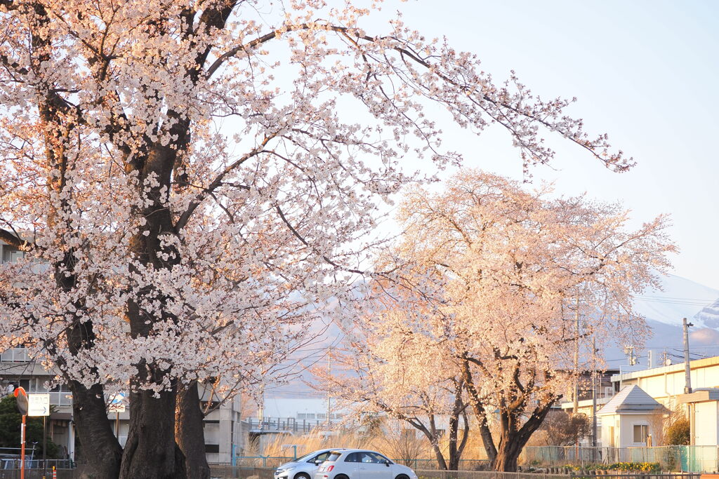 夕陽桜