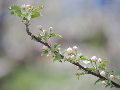リンゴ花のつぼみ