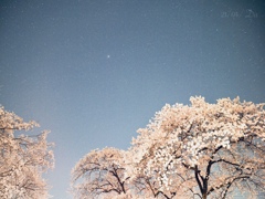 佐久市の桜と夜空