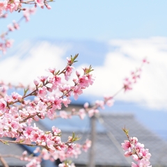 桃の花と浅間山