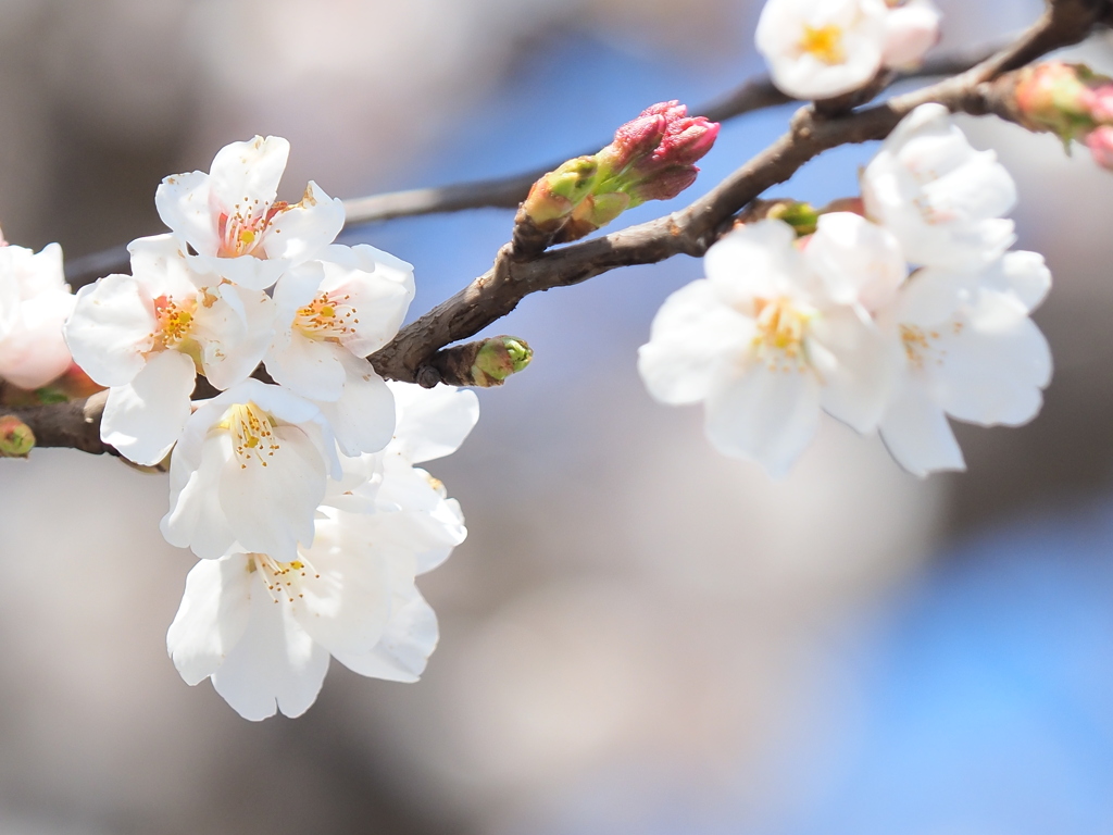 桜とつぼみ