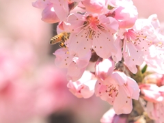 桃の花～蜂