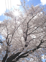 桜と光