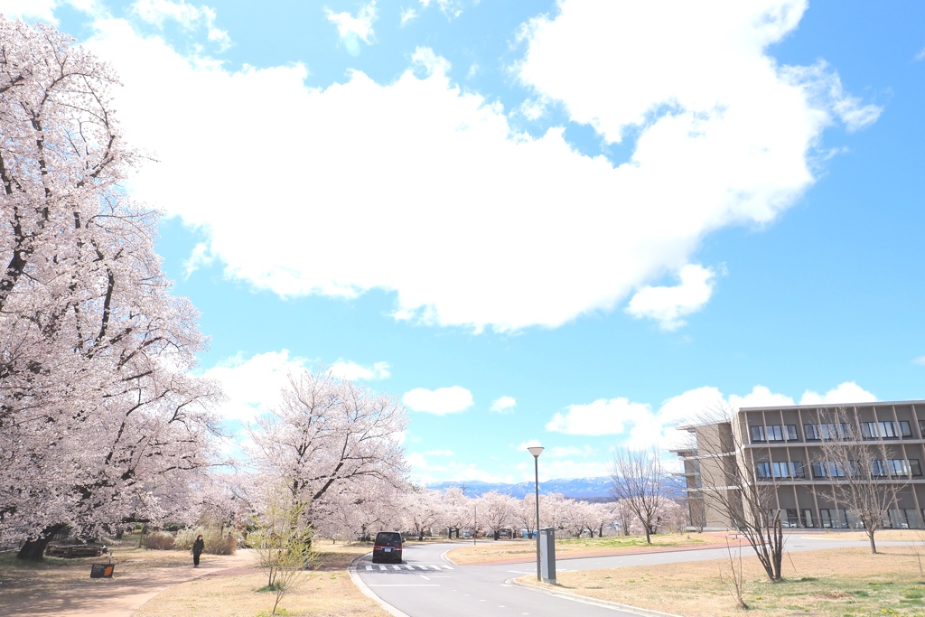 医療センター内の桜