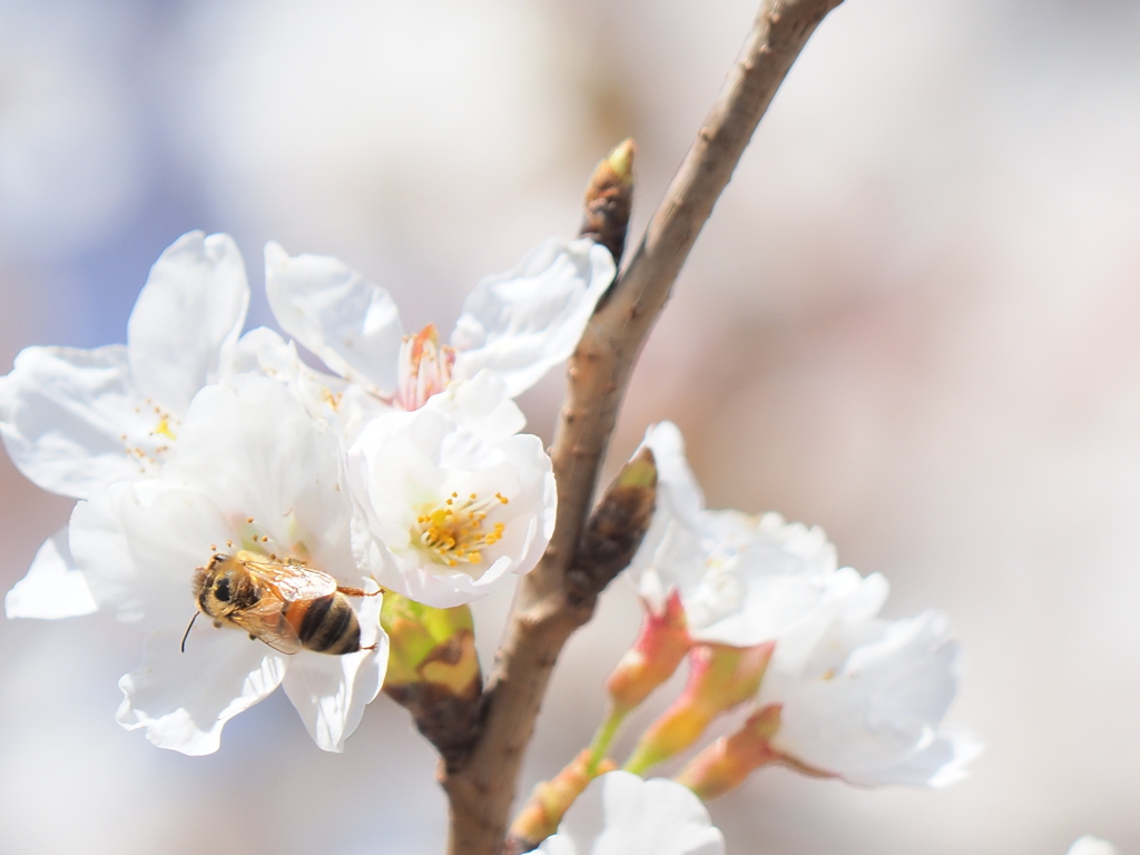 桜と蜂