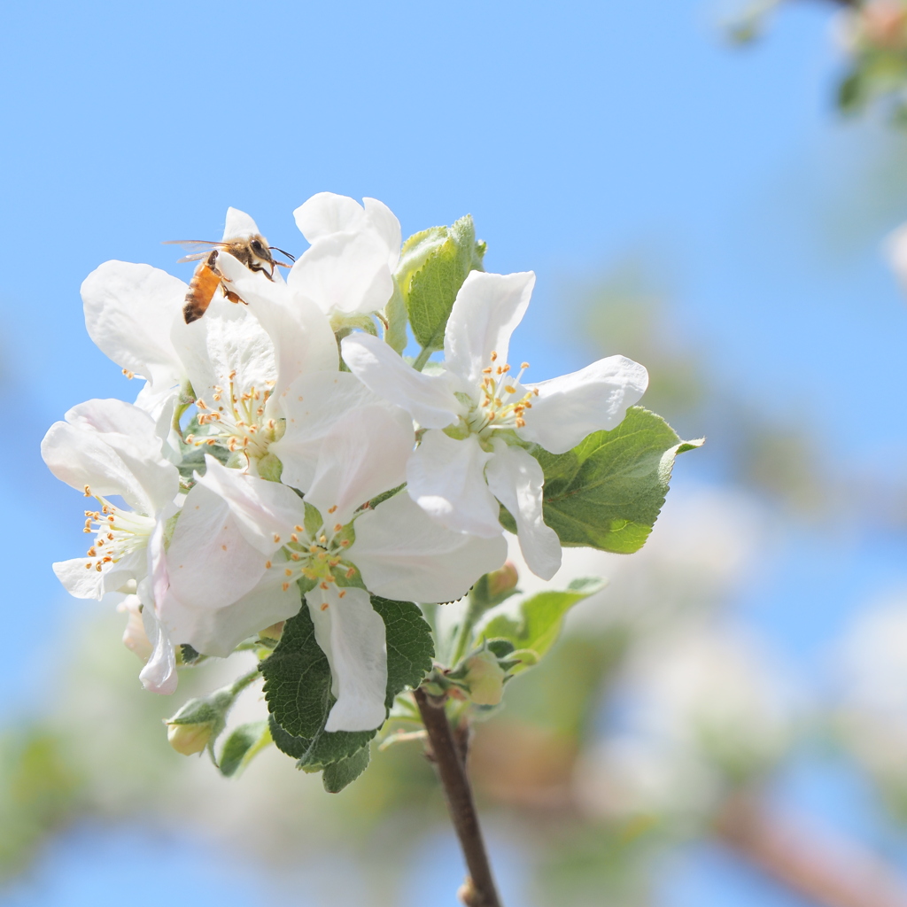 リンゴの花
