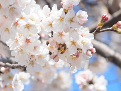 桜の世界で仲良くした蜂