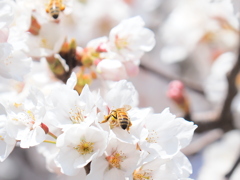 桜の蜂蜜