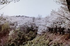 奥琵琶湖パークウェイの桜