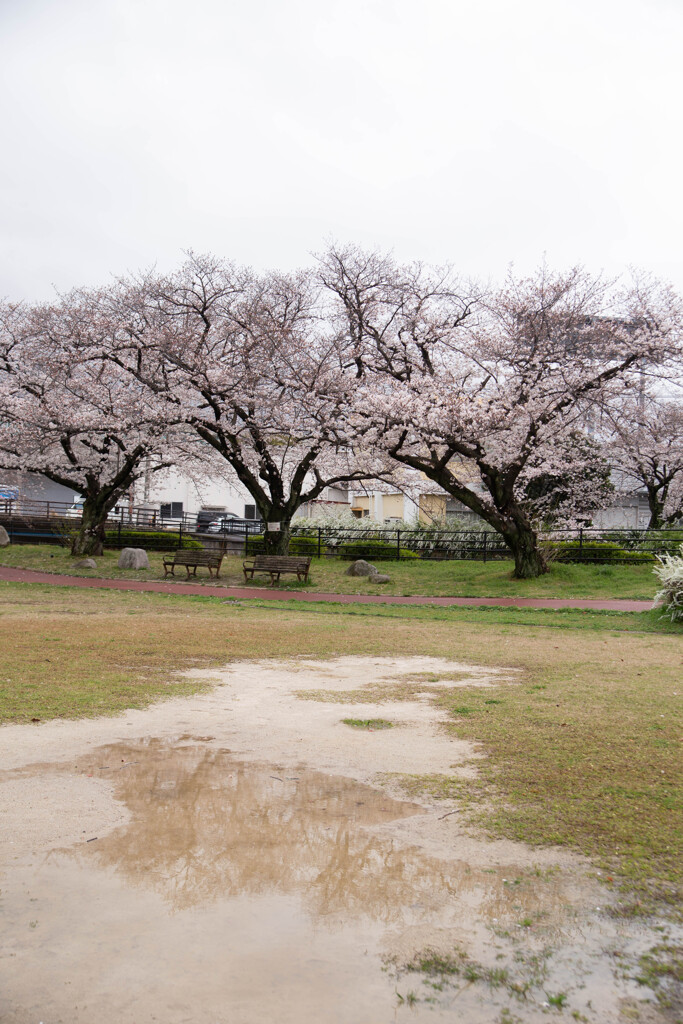 上牟田公園の桜３