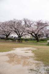 上牟田公園の桜３