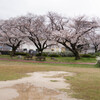 上牟田公園の桜３