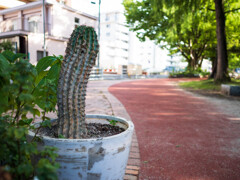 さぼてん