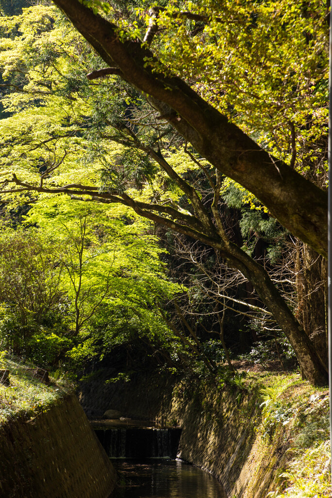 大山祇神社３