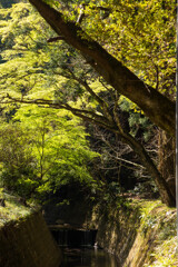 大山祇神社３