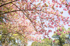 春の大城林道