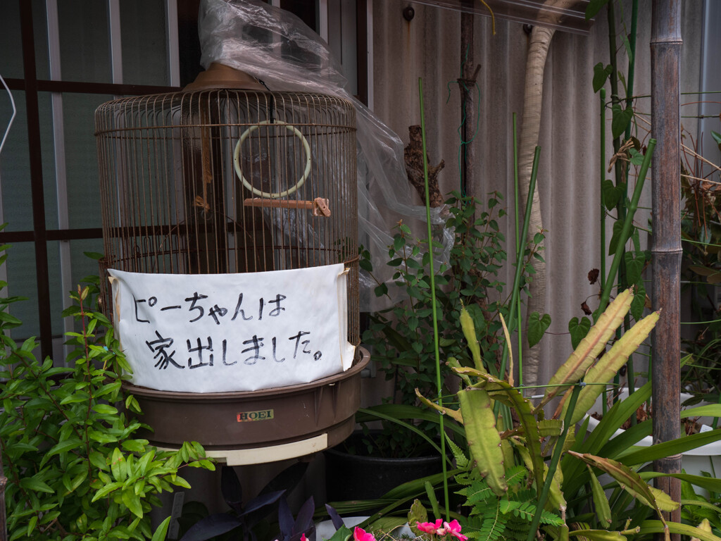 ピーちゃん家出