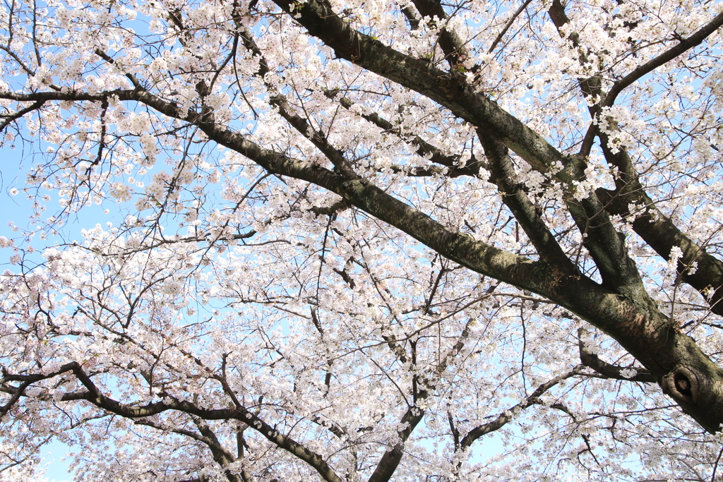上牟田公園の桜