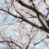 上牟田公園の桜