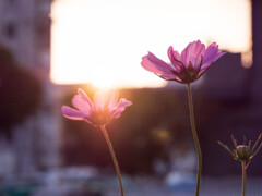 夕日を浴びたコスモス