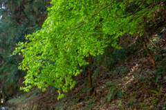 四王寺山新緑