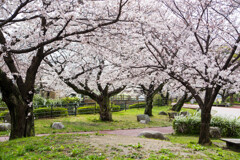 上牟田公園の桜５