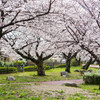 上牟田公園の桜５