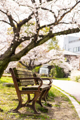 上牟田公園の桜７