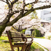 上牟田公園の桜７