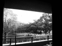 公園を眺める